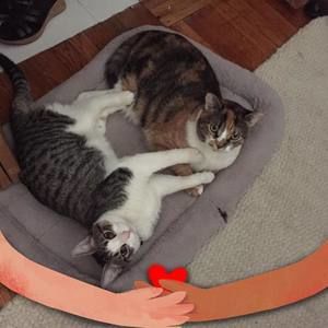 Meet your Posher, Maggie